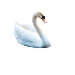 Obraz premium A white swan gracefully swimming in dark water with its neck curved in a elegant s shape pose
