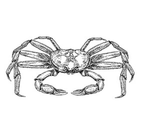 Crab sketch. vintage crab drawing. Hand drawn monochrome seafood illustration. Black ink drawing isolated on white background