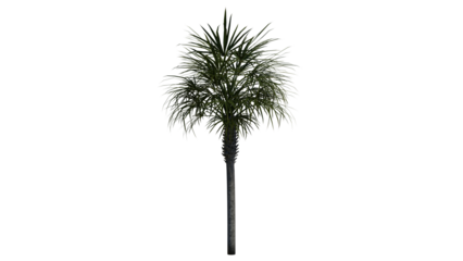 Tropical Tree