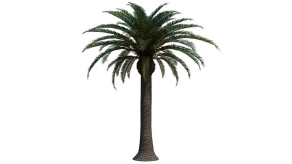 Tropical Tree