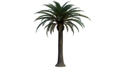 Tropical Tree