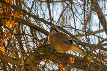A jay bird among the branches of a tree.
