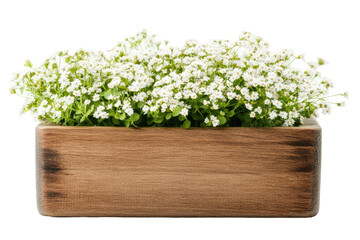 Wooden planter box filled with small white flowers