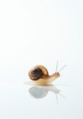 Snail Crawling on Reflective Surface Isolated on White