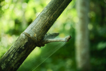 A delicate spiderweb glistens, stretched between branches in a natural, blurred green setting.