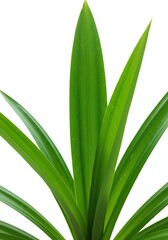 Obraz premium Close-up of Vibrant Green Leaves Against White Background