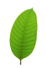 Obraz premium Close-up of Green Leaf Veins on White Background