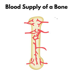 blood supply of a bone science healthcare industry design illustration