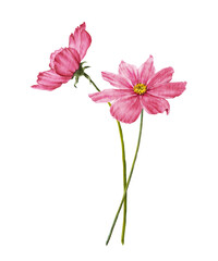 Arrangement of two cosmos flowers. Bouquet of pink cosmea, isolated