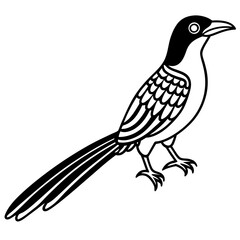 Minimal Asian Koel Vector on White