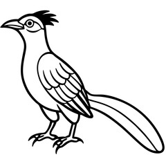 Minimal Asian Koel Vector on White