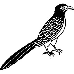 Minimal Asian Koel Vector on White