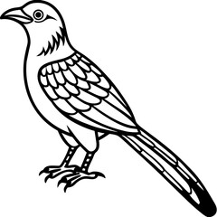 Minimal Asian Koel Vector on White