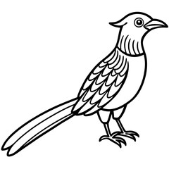 Minimal Asian Koel Vector on White