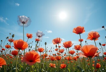 poppy field with blue sky