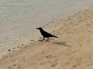 A lone crow stands still on a sunlit sandy beach near the water’s edge, casting a clear shadow as it gazes toward the calm sea.