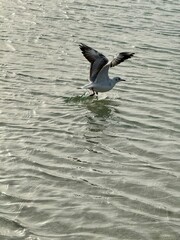 A seagull lifts off from the rippling water, wings fully spread as it catches the breeze, while the soft sunlight reflects gently on the calm sea surface.