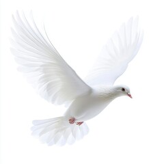 Fototapeta premium White Dove in Flight Against White Background
