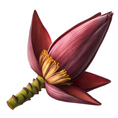 Banana Blossom Isolated on Transparent Background | Banana Flower PNG Clipart