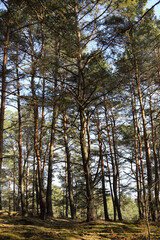 Forest Background with Dense Greenery