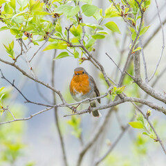 Petirrojo posado en arbol