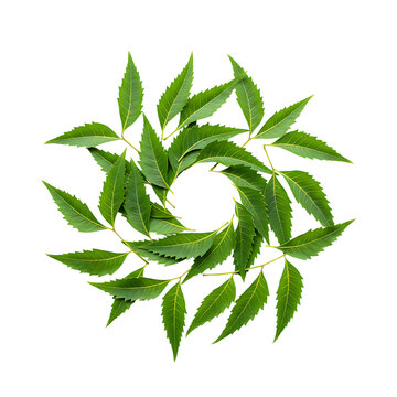 Vibrant neem leaves arranged in a circle on black background showcasing on transparent background