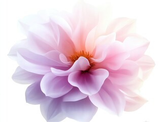 Delicate Pastel Dahlia Close-up on White Background