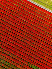 A stunning aerial view of tulip fields in bloom, with perfectly aligned horizontal rows of vibrant red and green creating a captivating striped pattern across the landscape.
