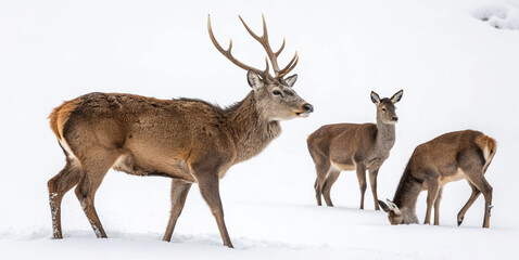 Majestic Deer Standing on White Background