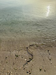 A worn rope lies on the wet sand at sunset, surrounded by tiny seashells and patches of green algae, as gentle waves roll onto the shimmering shore. Vertical