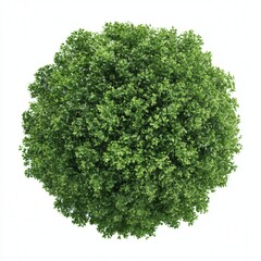 Obraz premium Green bush top view close up shot isolated on white background