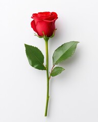 Single Red Rosebud with Green Leaves on White Background