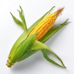 Fresh corn with husk still isolated on white background