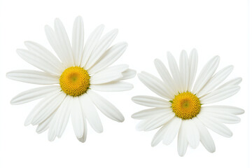 Two white daisies with yellow centers on a white background
