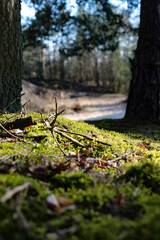 Peaceful Forest Landscape
