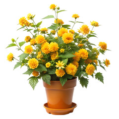 flowers in a pot