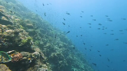 Shoals of Surgeon and tropical fish over diverse coral reef ecosystem at scuba diving site Haruina, Timor-Leste, Southeast Asia