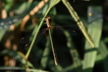 Close-Up of a Damselfly Resting on a Green Stalk in Nature