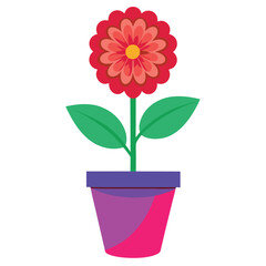 A create zinnia flower and with pot on white background 1.