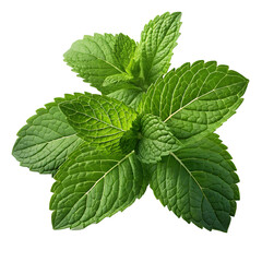 Banana Blossom and Fresh Mint Leaves Isolated on Transparent Background | Food and Herb PNG Clipart