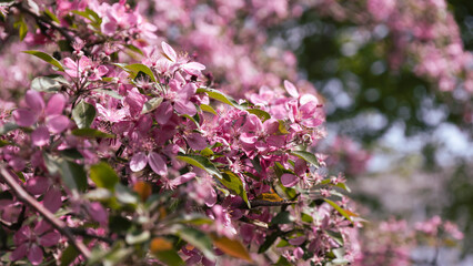 Blooming apple tree in the spring garden. Close up of pink flowers on a tree