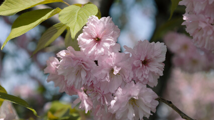 Beautiful Sakura flowers during spring season in the park, Flora pattern texture, Nature floral background.