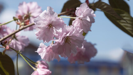 Beautiful Sakura flowers during spring season in the park, Flora pattern texture, Nature floral background.
