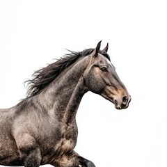 old white black horse galloping, side view, isolated on a white background