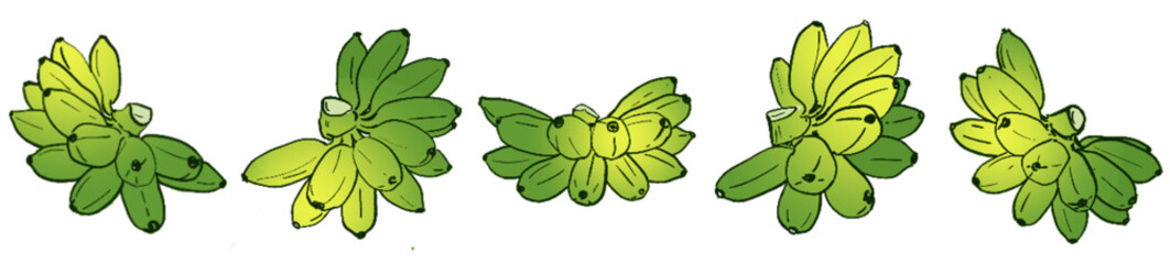 Ripening Banana Bunches – Tropical Fruit Botanical Illustration Set