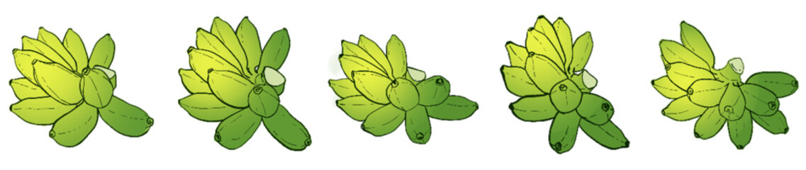 Ripening Banana Bunches – Tropical Fruit Botanical Illustration Set