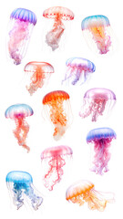 PNG jellyfish element set, transparent background