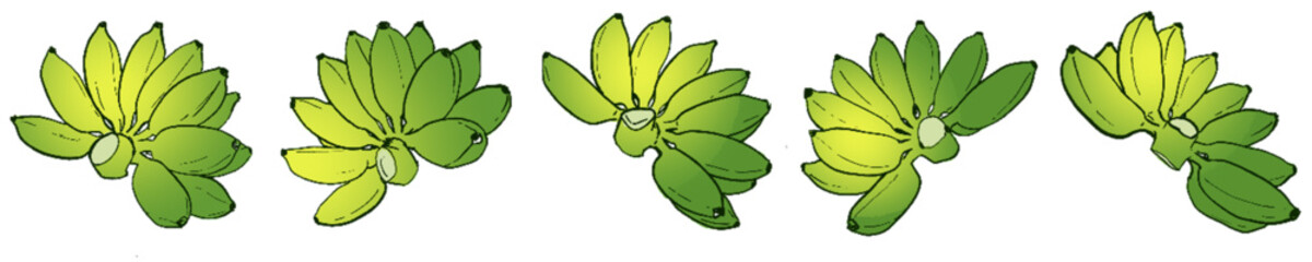 Ripening Banana Bunches – Tropical Fruit Botanical Illustration Set