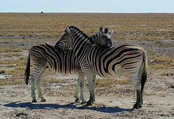 Two Zebras standing in South African plains