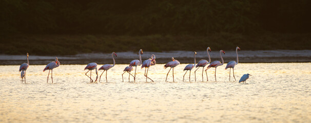 Flock of pink flamingos wades gracefully in shallow waters during sunrise at Mannar, Sri Lanka © nilanka
